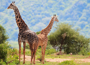 Animal Husbandry Services